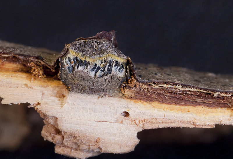 Camaropella lutea